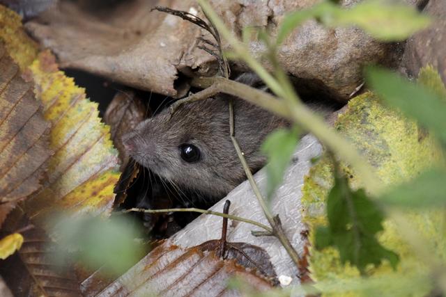 Nager laufen durch den Park Ratten ein Problem in der City? Lünen