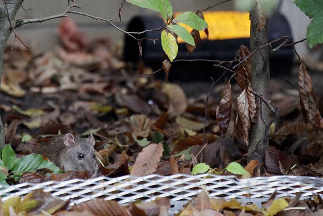 Nager laufen durch den Park Ratten ein Problem in der City? Lünen