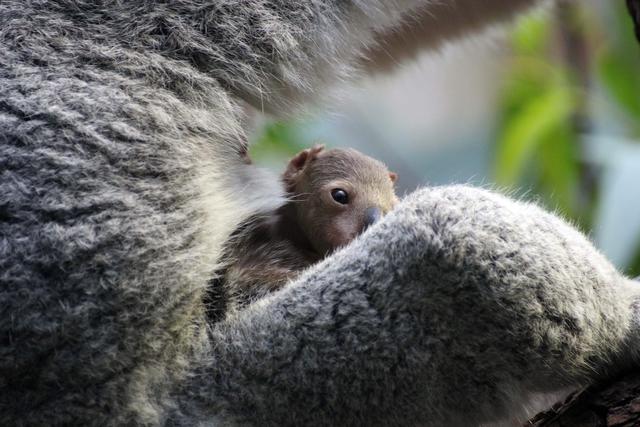 Mit viel Glück erhaschen die Besucher im Zoo Duisburg jetzt erste Blicke auf den Nachwuchs.