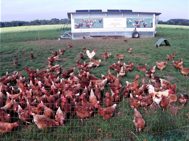 ..und glückliche Eier von leckeren Hühnern aus dem Hühnerhotel gibt es auch.
 | Foto: Rolf Lepke