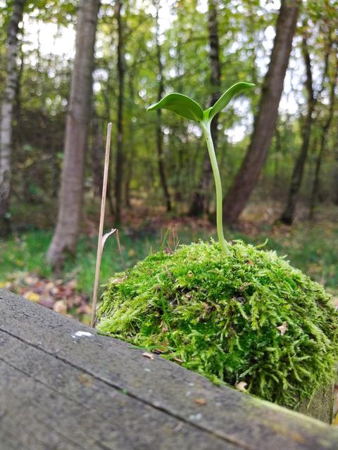 Am am Wegesrand im Birkenwald an der Klöcknerstraße