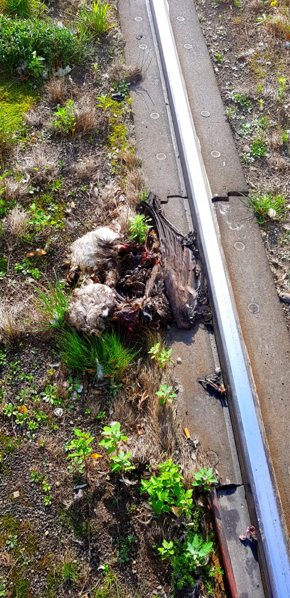 Rheinbahnunfälle mit Tieren - Düsseldorf - Lokalkompass.de