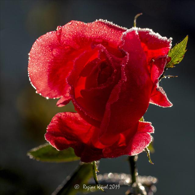 "Kristallrose"