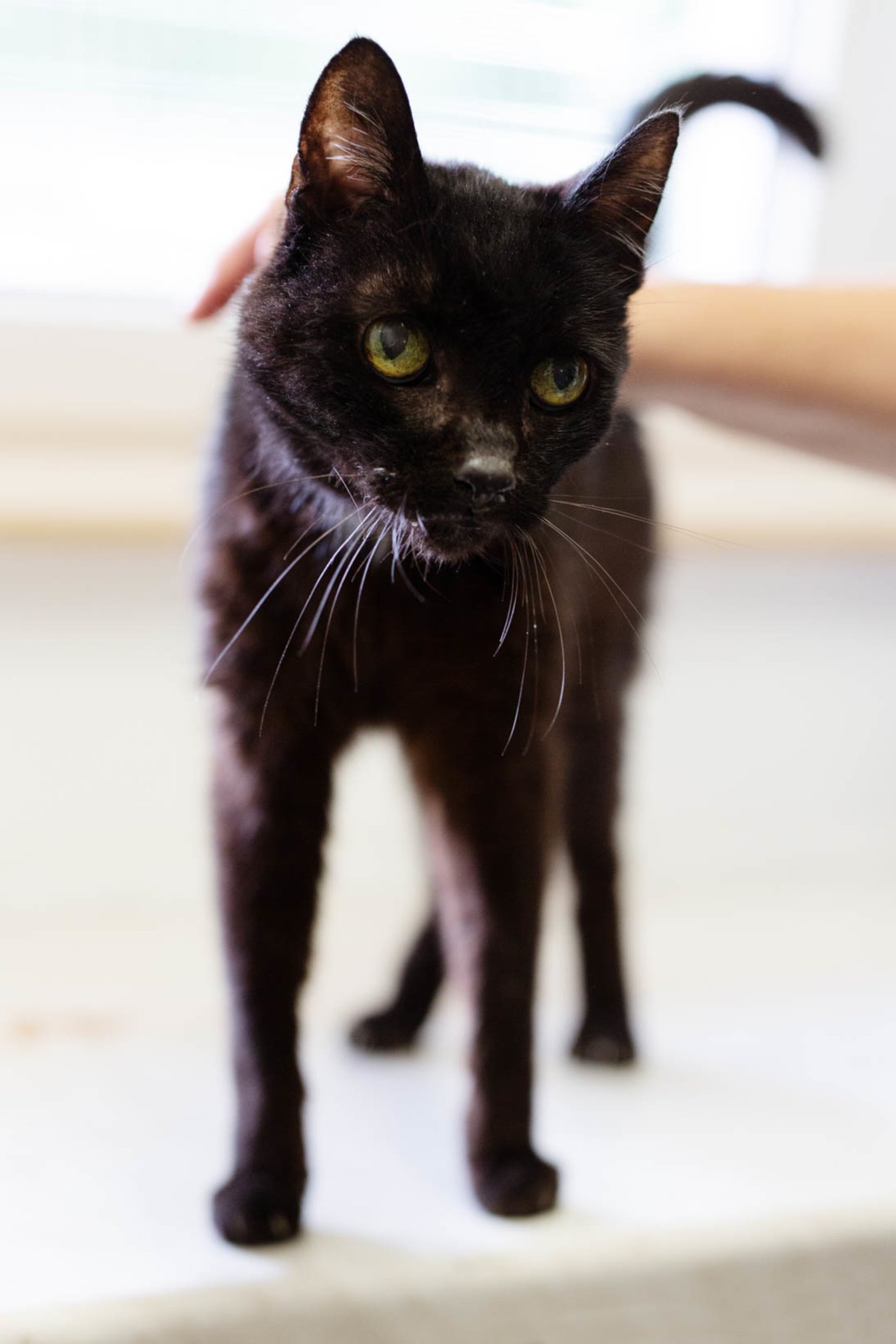 Nelsons Liebe zu Menschen ist unerschütterlich: Oer-Erkenschwick: Ein Kater-Senior mit Lebenswillen - Oer-Erkenschwick - Lokalkompass.de