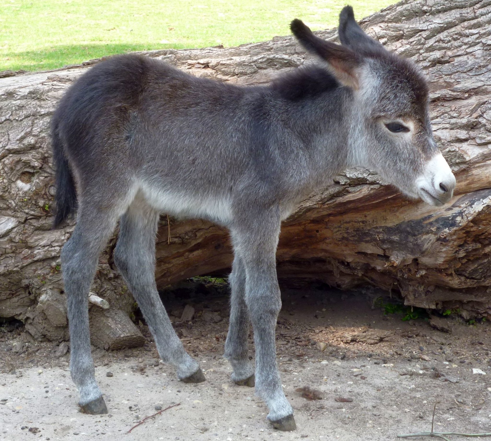 Lieblingstier im Klever Tiergarten: Die schöne "Sissi" ... - Lokalkompass.de