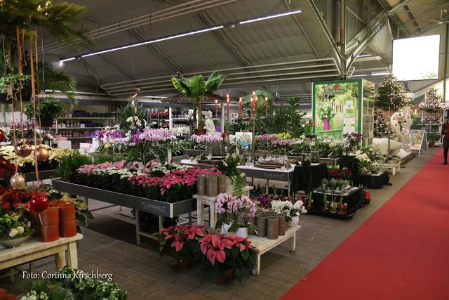 Florawelt Dorsten Gmbh Gahlener Straße Dorsten walking act Skotty brilliert mit seiner Musik und seinen Tasting