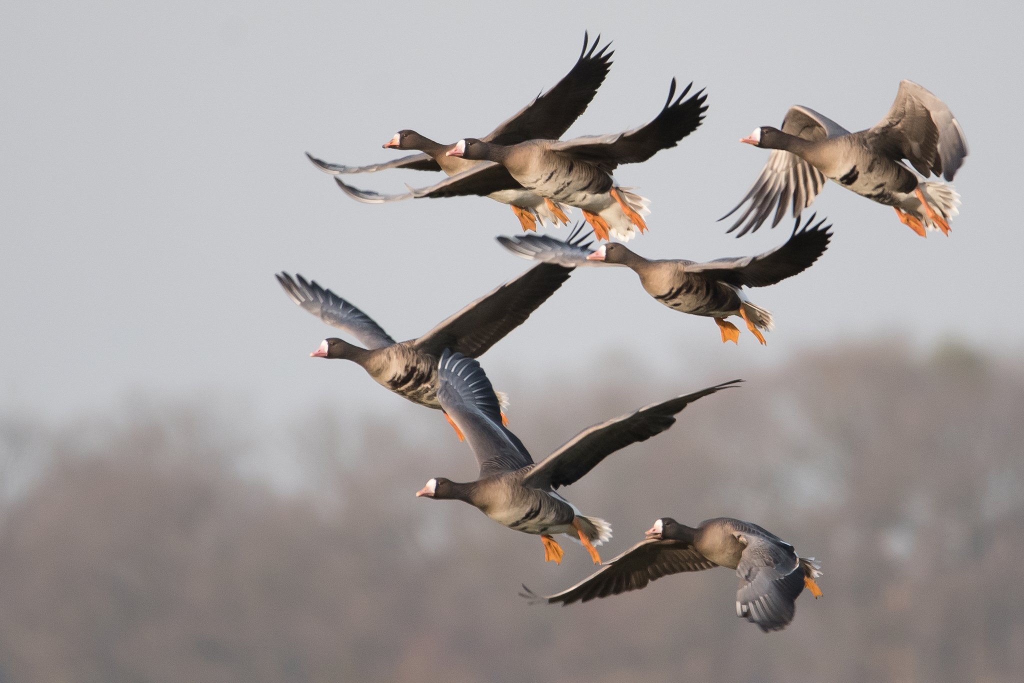 Flugschau: in der Dingdener Heide - Hamminkeln - Lokalkompass.de