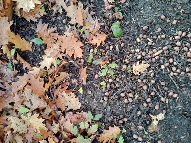 SPAZIERGÄNGE Achtsamkeit FEIERABEND Natur GENIEßEN Gedanken: a walk in