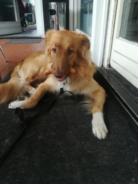 Balou (Foto) und sein Kumpel Lasse sind seit dem 11. November verschwunden.