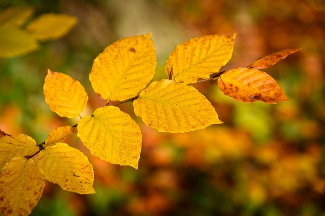 Herbstliches Buchenlaub