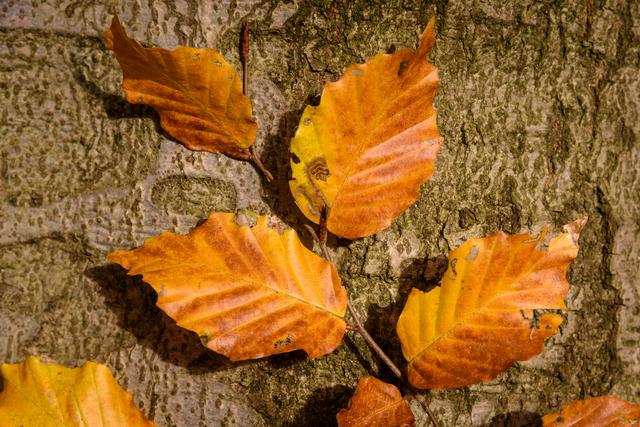 Buchenlaub vor Buchenstamm