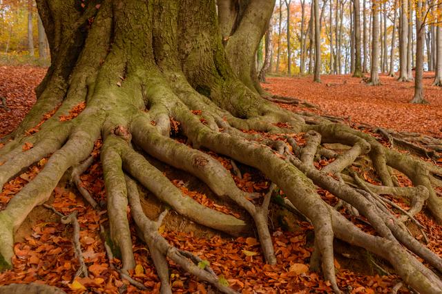 Beeindruckende Wurzeln im Buchenwald