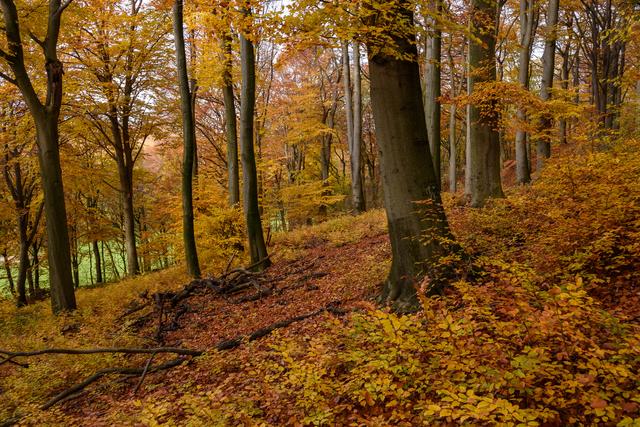 Durch den Buchenwald (links unten noch ein Teil des Golfplatzes)
