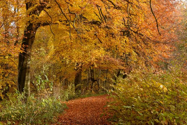 Es geht in den Wald hinein