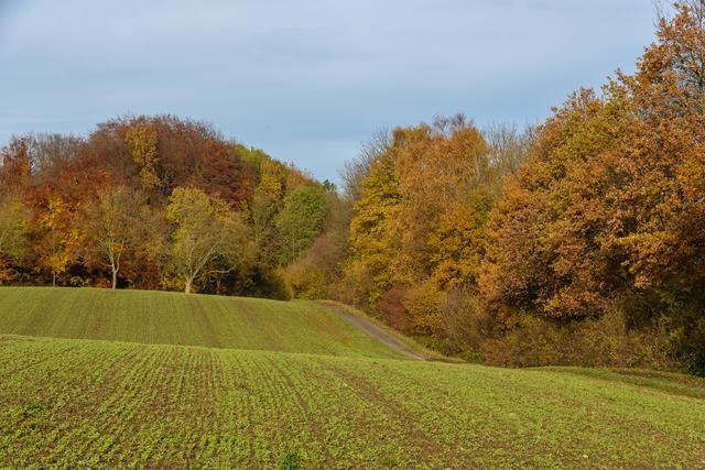 Am Feldrand geht der Weg weiter