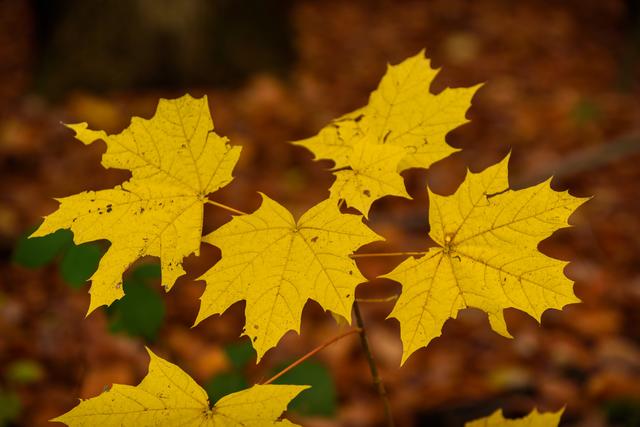 Zwischen die Buchen hat sich auch mal ein Ahorn gemischt.