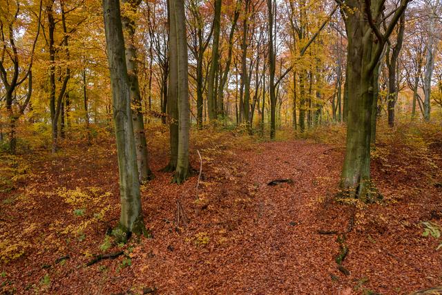 Und wieder geht es im Wald weiter