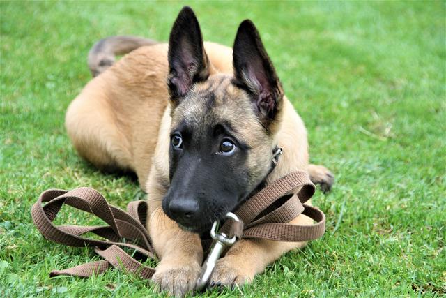 Der kleine Kalli will mal ein großer Polizeihund werden. Foto: Polizei Kreis Unna