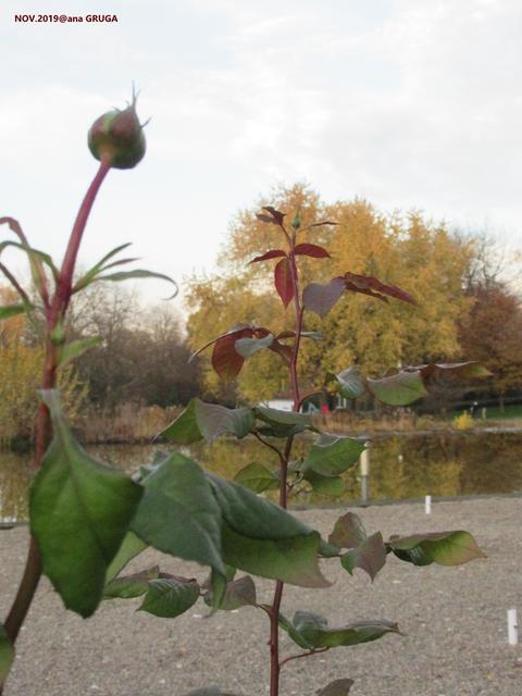 ROSEN?! im November ...