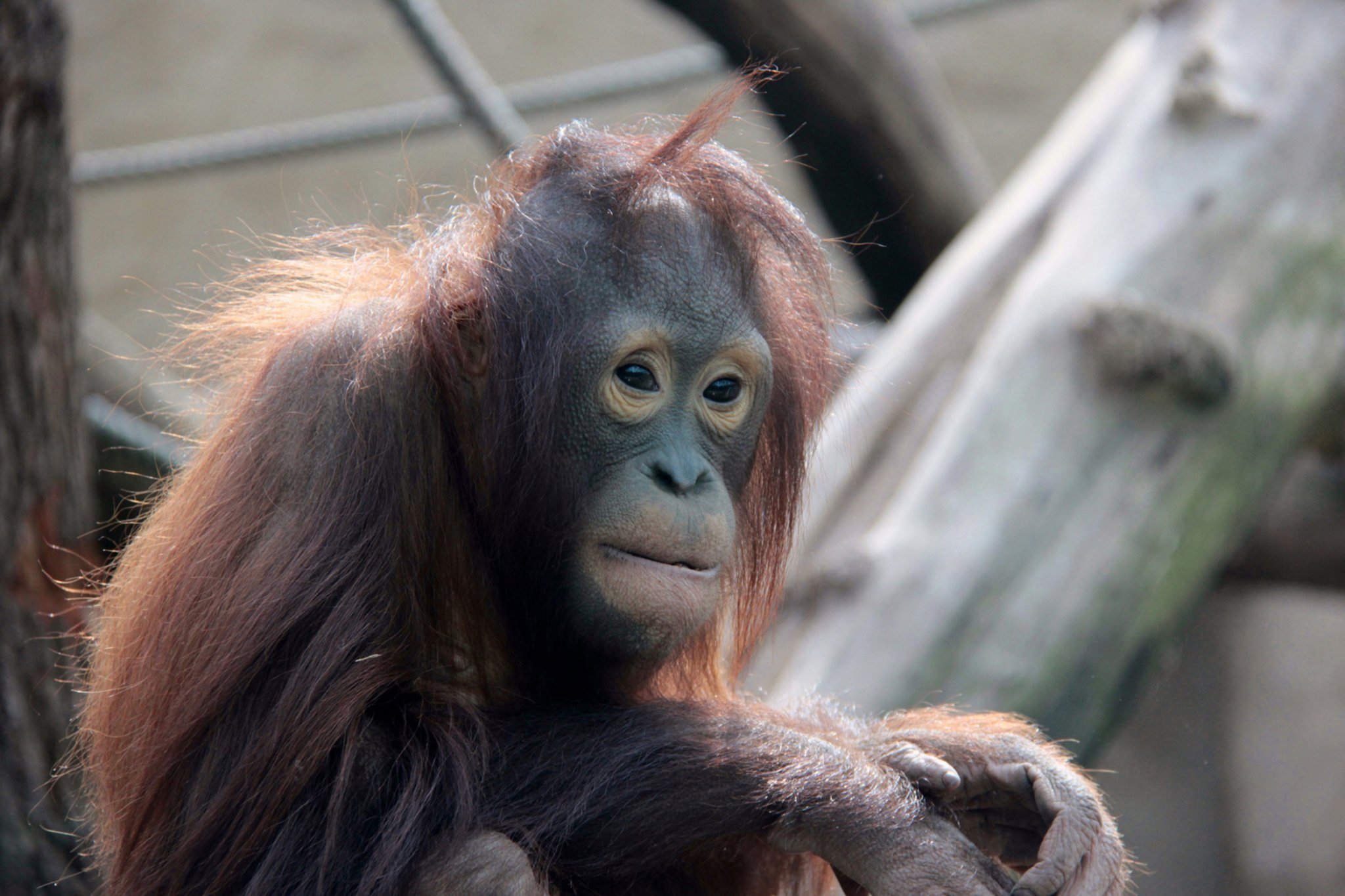 Tieren Droht Ausrottung Durch Lebensraumverlust Und Wilderei Zoo