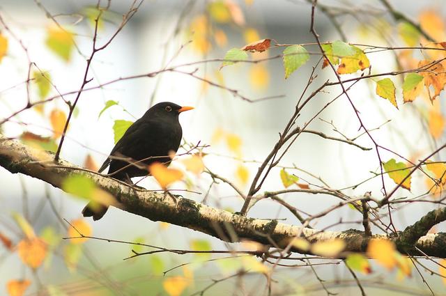 Zur Unterstützung der heimischen Vogelarten, wie zum Beispiel der Amsel, werden naturnahe Bepflanzungen gefördert und in öffentlichen Parkanlagen Nisthilfen aufgehängt.
Foto: Beate Mainz