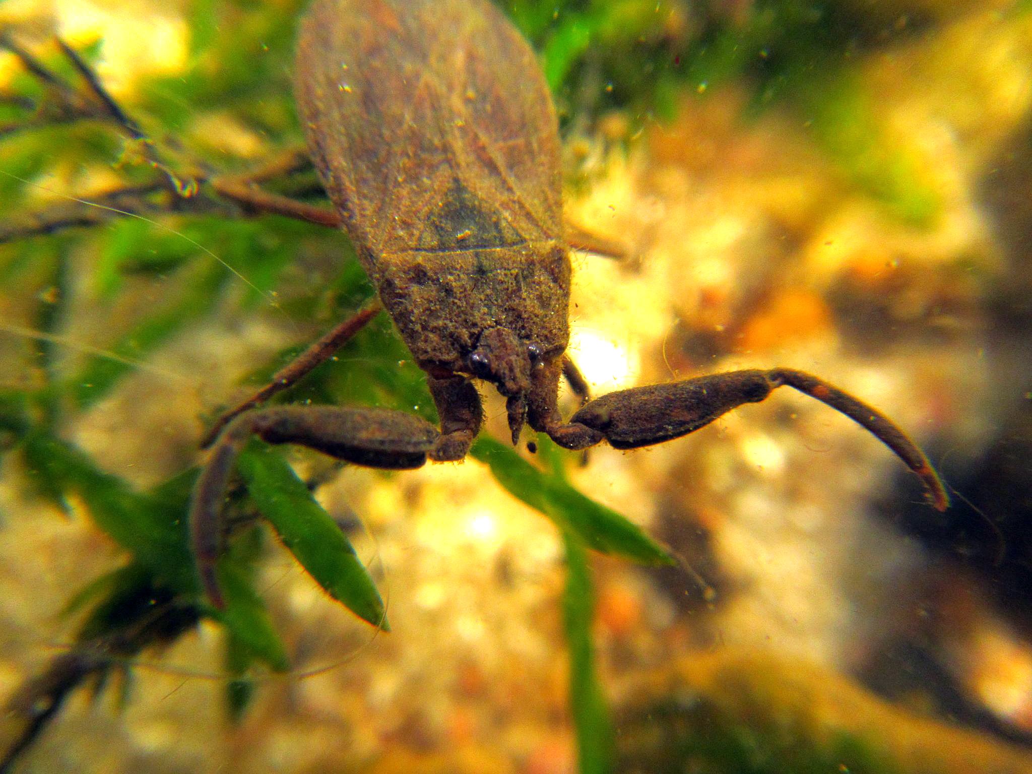Bewohner Des Monats Der Wasserskorpion Jager Im Braunebach In