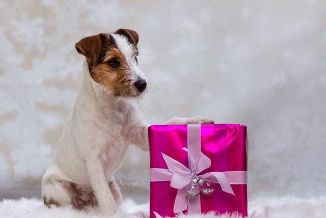Ob da wohl Hundekuchen drin sind?