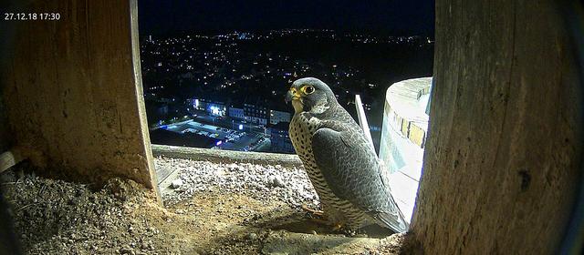 März 2019:
Ein seltenes Schauspiel. Auf dem Schornstein der Müllverbrennngsanlage nisten Wanderfalken. Eine Web-Cam in 86 Metern Höhe liefert spektakuläre Bilder.
 | Foto: Archiv