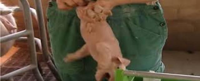 grausame Tierquälerei durch betäubungslose Kastration der Ferkel - pfui Deibel!