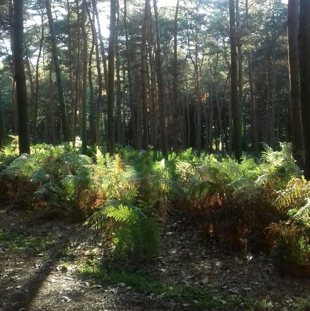 Auch Waldbaden bietet die VHS im kommenden Semester an.