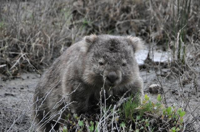 Viele Wombats wurden durch die Buschbrände verletzt oder getötet.