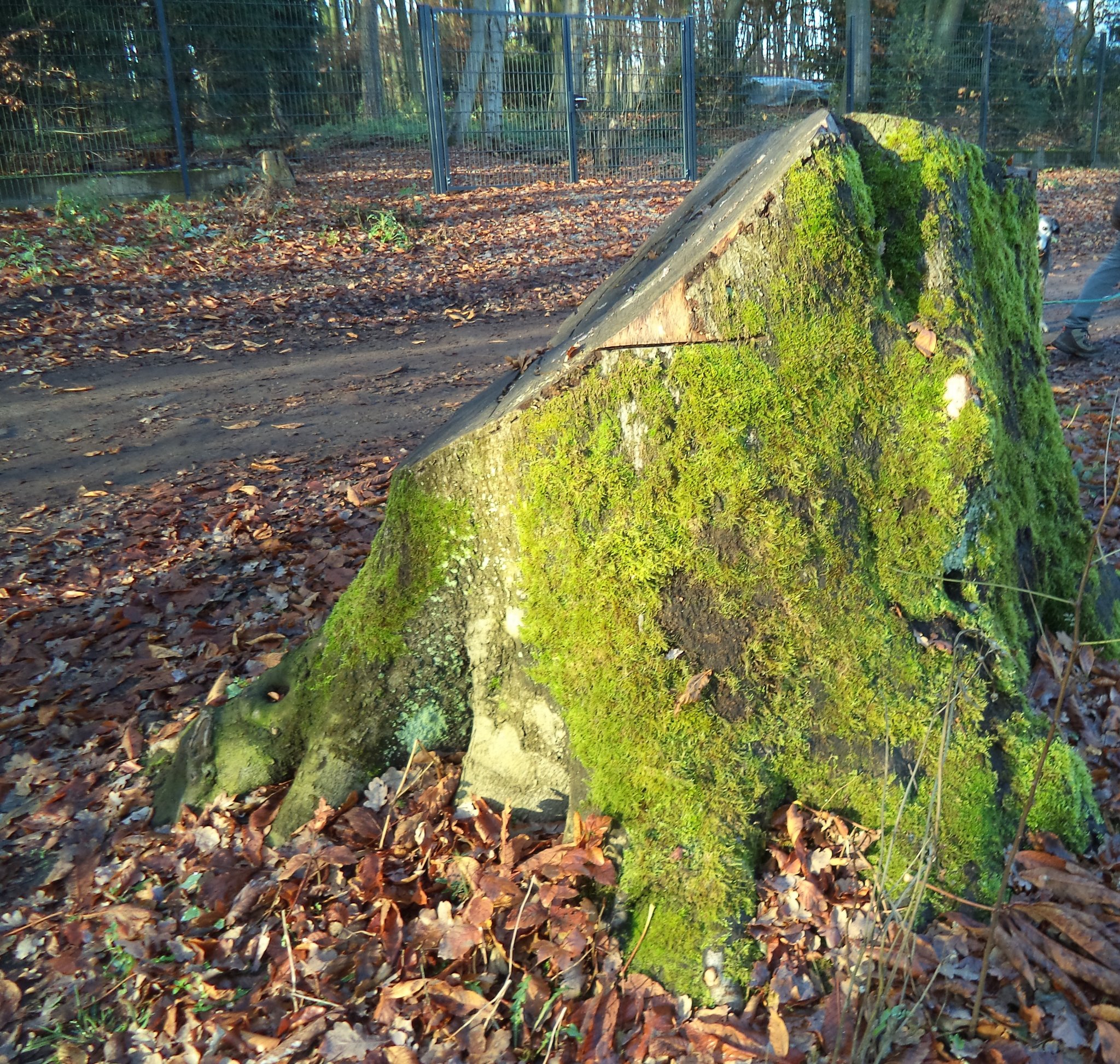 Natur und Garten Zum Klimawandel Mülheim an der Ruhr