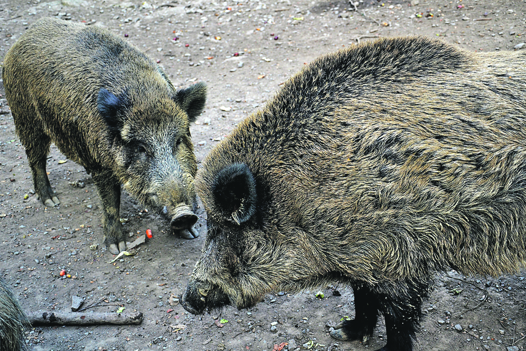 Das Ist Kein Schweinefraß Tiere Auf Dem Hohenstein Witten Nur Artgerecht Füttern Witten