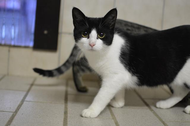 Die hübsche junge Katze ist aufgeweckt und passt überall hin. Foto: ST