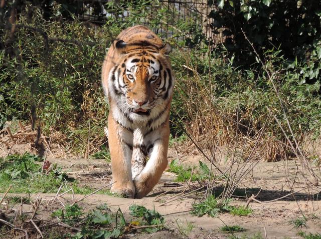 Wenn die Tierärztin kommt, nimmt auch der stärkste Tiger Reißaus.