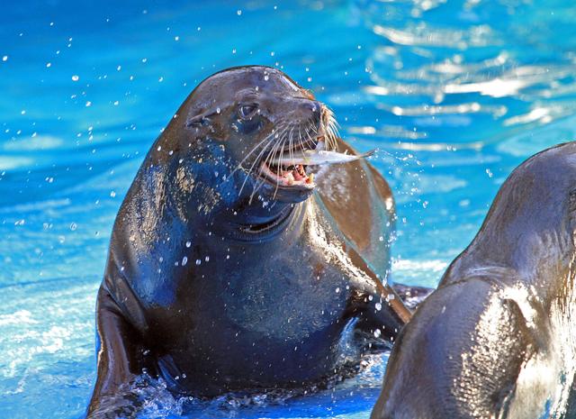 Der Kalifornische Seelöwe "Triton" im Dortmunder Zoo. | Foto: Schmälzger