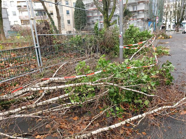 Hier stand der Baum.