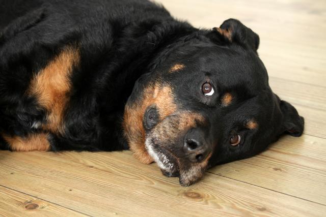 Tyson hat Arthrose und eine Fehlstellung der Hüfte.