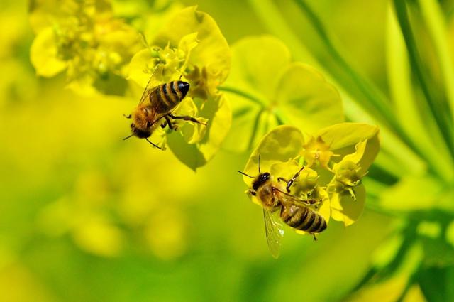 Wer schon immer mehr über Bienen wissen wollte: Die Volkshochschule gibt einen Einblick in das Leben der Insekten. | Foto: Alexander Führer