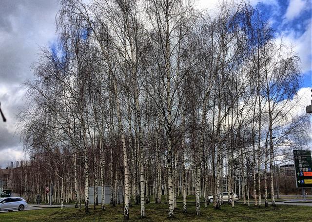 Das "Birkenwäldchen" am Flughafen