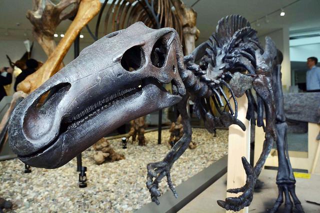 Wenn am 7. Juni 2020 das ehemalige Museum für Naturkunde als Naturmuseum Dortmund an der Münsterstraße 271 am südlichen Rande Evings eröffnen wird, können die Besucher*innen nicht nur die neue Stahlfassade, sondern auch eine völlig veränderte Dauerstellung bestaunen. Unter dem Motto "Stadt, Land, Fluss" werden auf 1500 m² Ausstellungsfläche die Lebensräume im heutigen und historischen Dortmund in den Mittelpunkt gestellt - vom Dinosaurier- (siehe Foto) über das schon berühmte Mammut-Skelett bis zum Neandertaler und dem Homo sapiens, dem jetzigen Menschen.