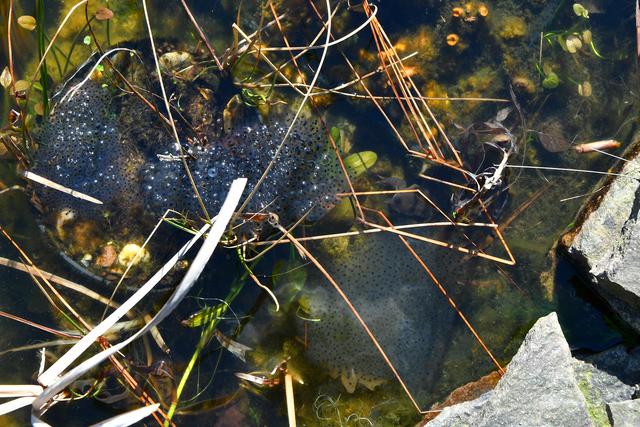 TIERPORTRAIT/TIERFOTOGRAFIE Erster Froschlaich in unserem Teich