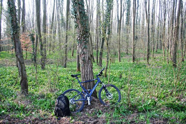 Die Rheinauen südlich von Freiburg  sind über hunderte von Quadratmetern mit einem dichten Bärlauchteppich überwachsen.