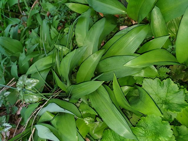 Erntereifer Bärlauch im Garten. Aktuelles Foto.