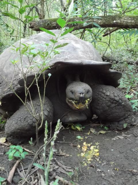 Galápagos heißt Schildkröte. Auf den Inseln leben die bekannten Riesenschildkröten. Foto: Dabitsch