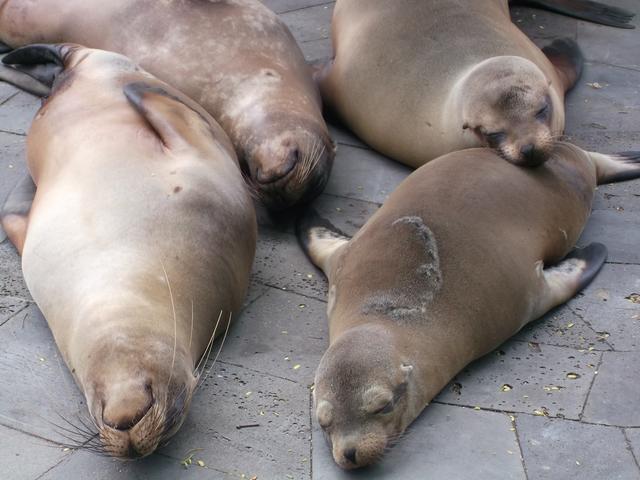 Kollektiver Mittagsschlaf. Ob die Pelzrobbe vorne eine Begegnung mit einem Hai überlebt hat? Foto: Dabitsch