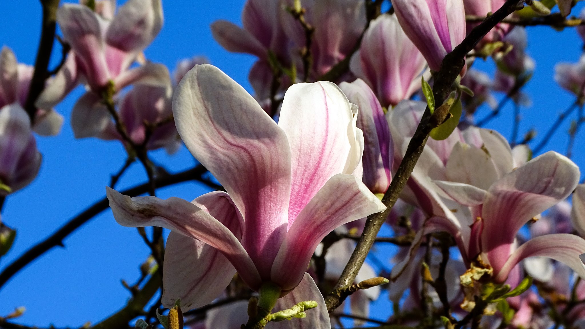 Magnolien: Magnolien im Botanischen Garten - Duisburg