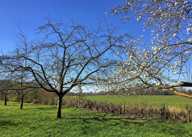 Beginnende Obstblüte
