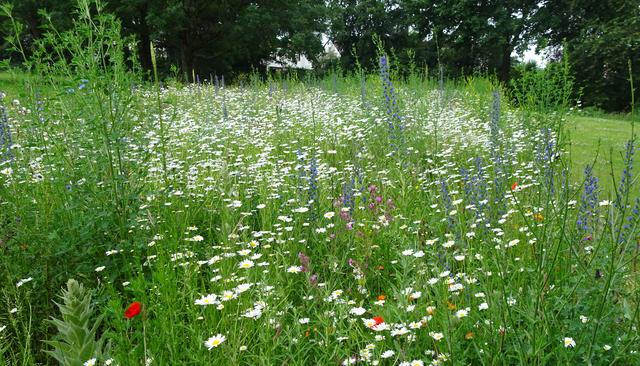 Wer jetzt im Frühjahr säht, kann sich im Sommer über eine derartig bunte, filigrane Wiese freuen. Diese erfreute im Juni 2019 zahlreiche Insekten.