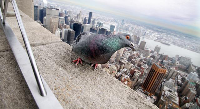 Taube auf dem Empire State Building